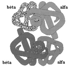 hemoglobin molekula térszerkezeti képe