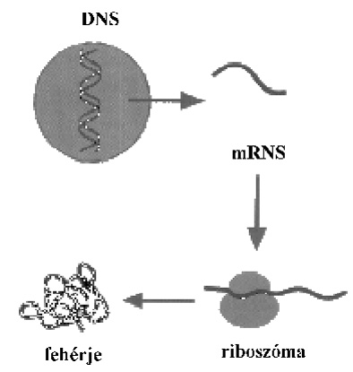 DNS - mRNS - riboszóma - fehérje