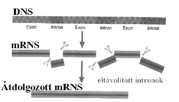 exon-intron szakaszok a DNS-ben