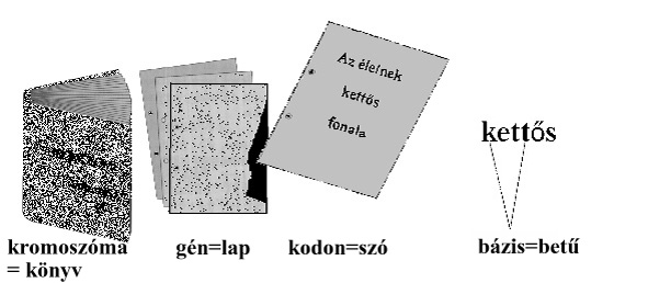 Az élet könyve