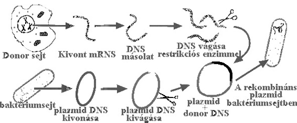 génklónozás és -másolás