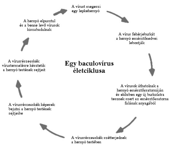 baculovírus életciklusa