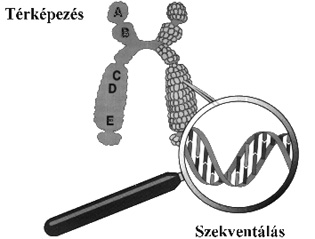 géntérképezés és szekventálás